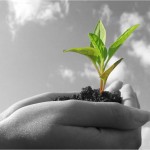 nurture seedling