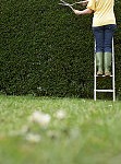 hedge-clipping